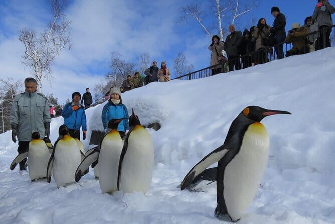 Hokkaido Asahiyama Zoo and Blue Pond Elf Terrace Day Trip - How This One-Day Sapporo Circuit Actually Works