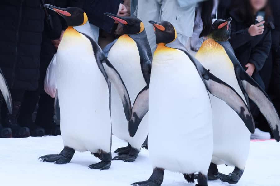 Hokkaido Asahiyama Zoo& Biei Blue pond Tour with Local Guide - Getting to the right places from Sapporo (without wasting your day)