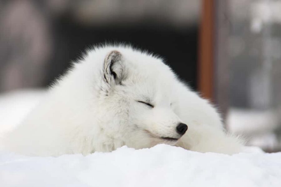 Hokkaido Asahiyama Zoo, Icebreaker GARINKO GO Sunset Tour - Road breaks that actually help on a 13-hour winter day