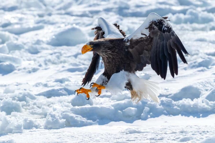 Hokkaido Asahiyama Zoo, Icebreaker GARINKO GO Sunset Tour - Price and value: is $161 fair for what you get?