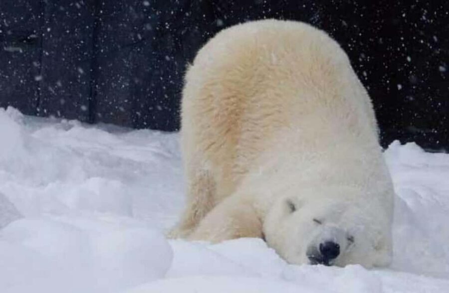 Hokkaido Asahiyama Zoo, Icebreaker GARINKO GO Sunset Tour - Starting from Sapporo: timing, meeting point, and how not to lose the day