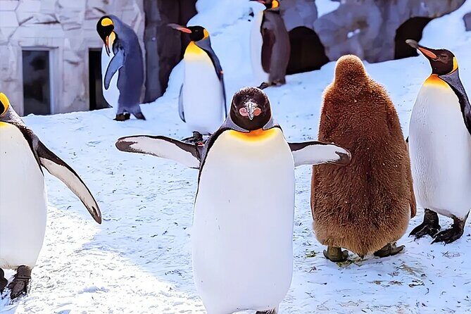 Hokkaido Asahiyama Zoo Ningle Terrace Day trip - Key highlights worth planning for