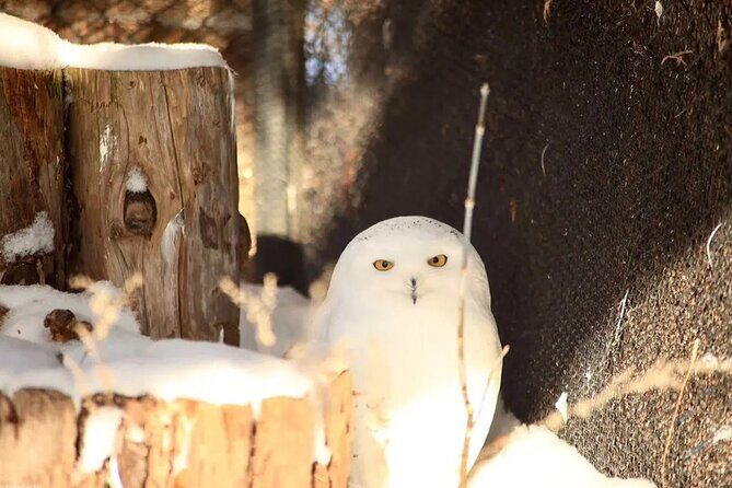 Hokkaido Asahiyama Zoo Ningle Terrace Day trip - Blue Pond and Shirahige Falls: Short Stops With Big Winter Mood