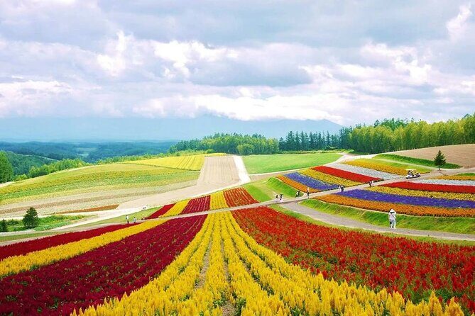 Hokkaido Farm Tomita Shikisai Hill Waterfall& Blue Pond Day Tour - Price and what you actually get for $90