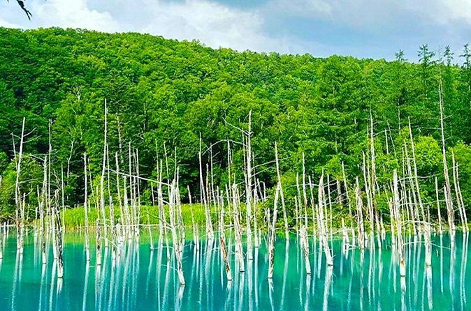 Hokkaido Farm Tomita Shikisai Hill Waterfall& Blue Pond Day Tour - Season matters more than you think