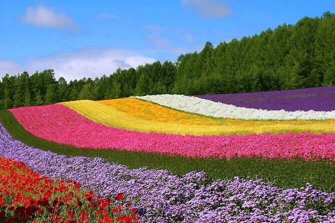 Hokkaido Farm Tomita Shikisai Hill Waterfall& Blue Pond Day Tour - Route map in plain English: Patchwork Road to Blue Pond