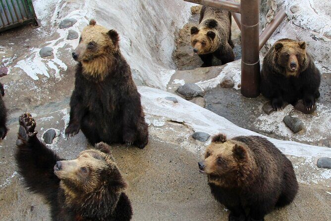Hokkaido: Lake Toya, Bear Ranch and Sapporo Otaru Full Day Tour - Guides and timing: what it feels like on the ground