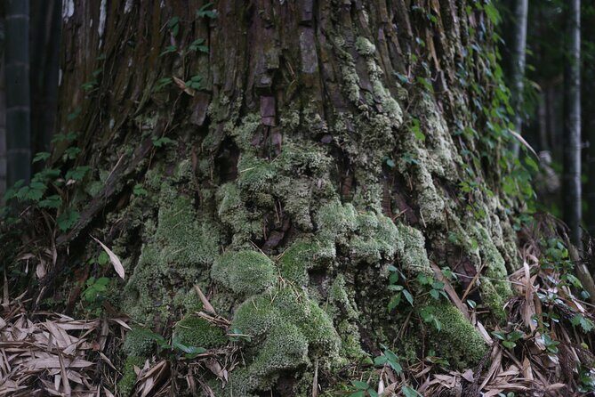 Home Experience: Tea Ceremony & Moss Garden Walk(Day trip) - Who This Tour Suits Best (and Who Might Prefer Something Else)