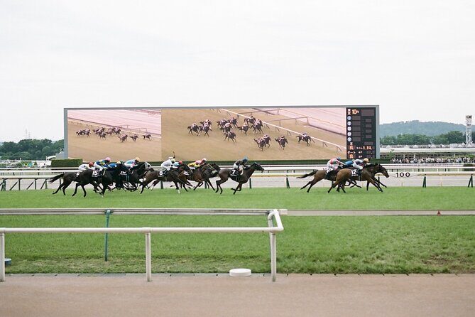 Horse Racing Tour with Local Fans in Tokyo Racecourse - The English-Friendly Race Intro: Learning Fast Without Getting Lost