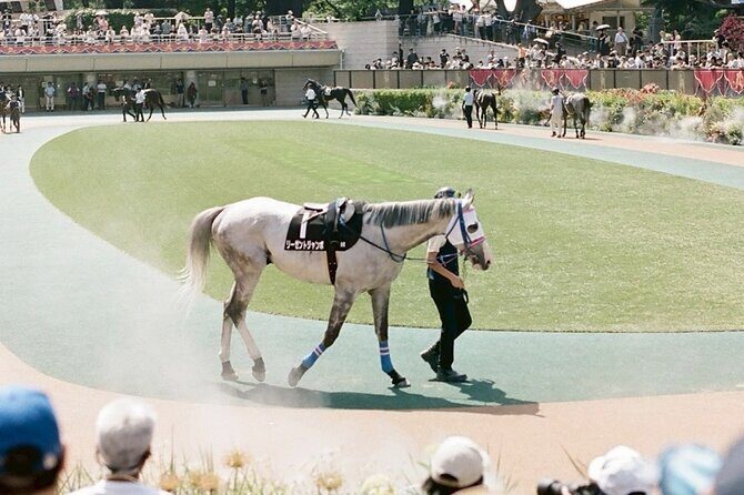 Horse Racing Tour with Local Fans in Tokyo Racecourse - Who This Tour Fits Best
