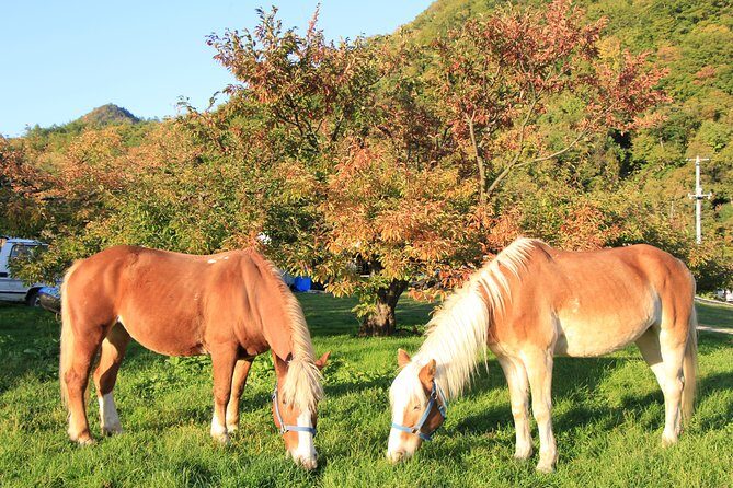 Horseback-Riding in a Country Side in Sapporo - Private Transfer is Included - What to wear and bring (so the ride stays comfortable)