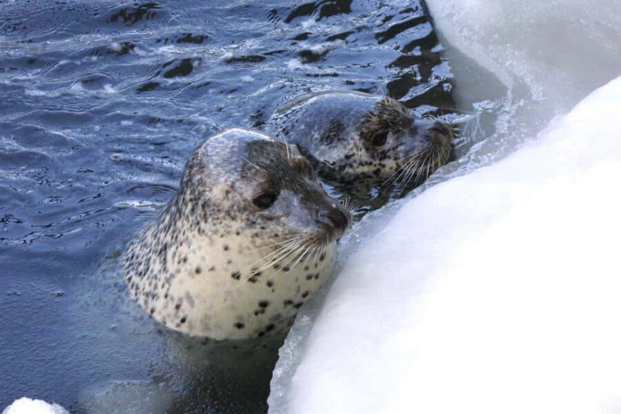Icebreaker GARINKO GO III Cruise Explore Ice and Snow Tour - Key highlights worth planning around