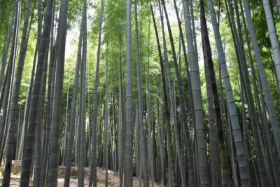 Inside of Fushimi Inari - exploring and lunch with locals - Where the tour starts: the Great Torii Gate by JR Inari Station