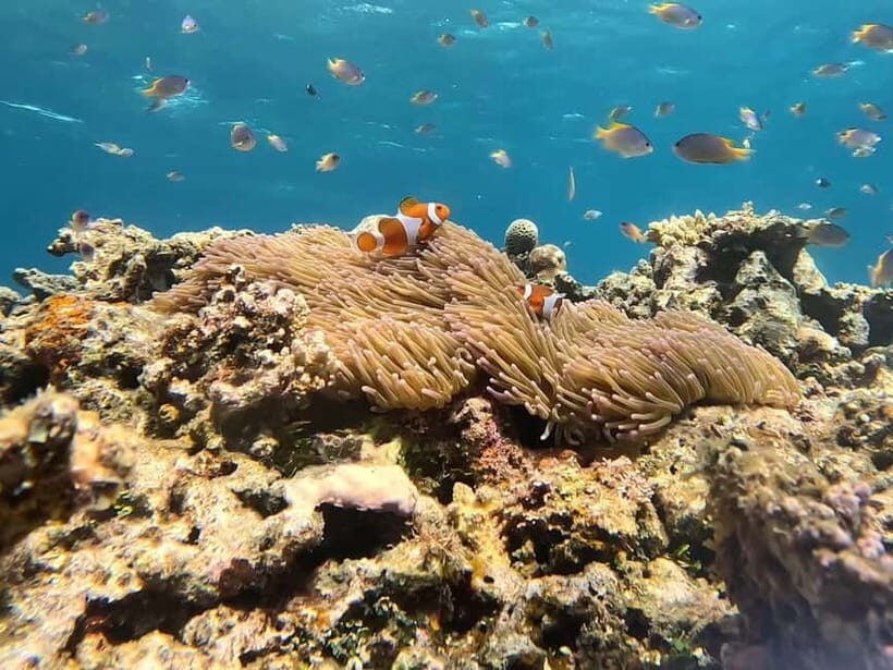 Iriomote: Boat Snorkeling Tour at Barasu Island - Photos: waterproof camera data is great, but format can vary