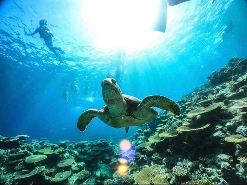 Iriomote: Boat Snorkeling Tour at Barasu Island - From Densa Terminal: the speedboat start and why it matters