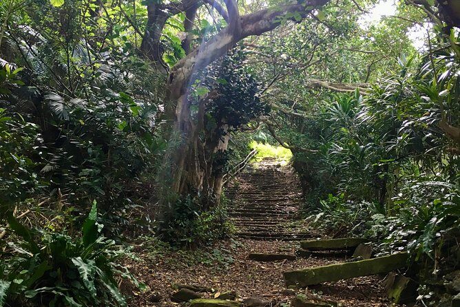 Iriomote Culture Discovery. Indigenous culture on Iriomote Island - Stop 3: Old well and an old forest street walk