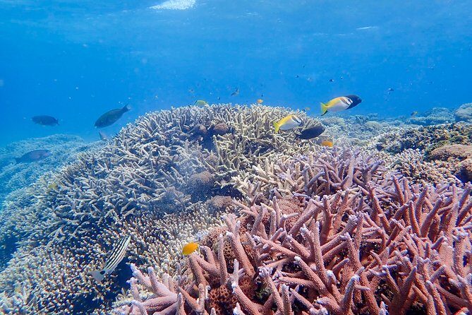 Iriomote Island 1-Day Snorkeling & Mangrove SUP or Canoe - Stop 1: Barasu Island and the rhythm of the first activity