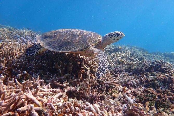 Iriomote Island 1-Day Snorkeling & Mangrove SUP or Canoe - Mangrove SUP or canoe: beginner-friendly paddling that stays practical