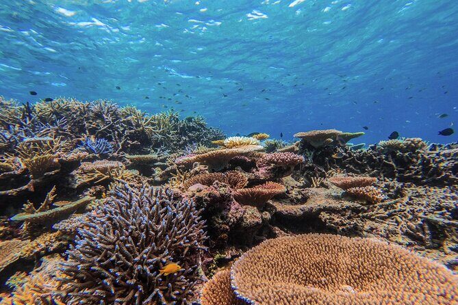 Iriomote Island 1-Day Snorkeling & Mangrove SUP or Canoe - What to wear and bring (so the day goes smoothly)