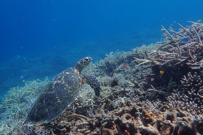 Iriomote Island 1-Day Snorkeling & Mangrove SUP or Canoe - Meeting point and timing: how the day actually runs