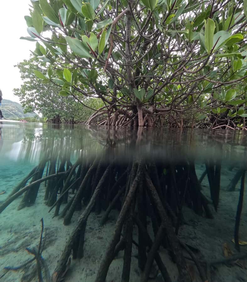 Iriomote island: Mangrove River SUP or Canoe Cruising Tour - What to wear and bring so you don’t get stuck thinking on the spot