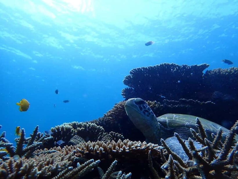 Ishigaki Island: Blue Cave Exploration & Snorkeling Tour - Price and value: is $47 worth it?