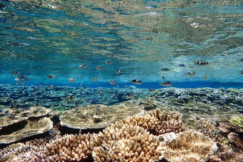 Ishigaki Island: Blue Cave Snorkeling & Taketomi Sightseeing - Price and value: why $69 can feel fair here