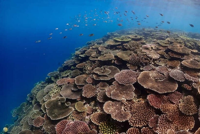 Ishigaki Island: Blue Cave Snorkeling & Taketomi Sightseeing - Quick tips to make your day smoother