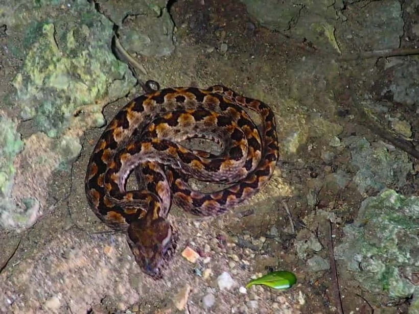 Ishigaki: Jungle Walk and Stargazing Night Tour - Ishigaki After Dark: Why This Tour Feels Special