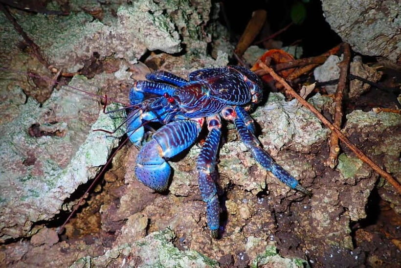 Ishigaki: Jungle Walk and Stargazing Night Tour - The Jungle Walk Plan: Flashlight, Pace, and What “Night” Actually Means