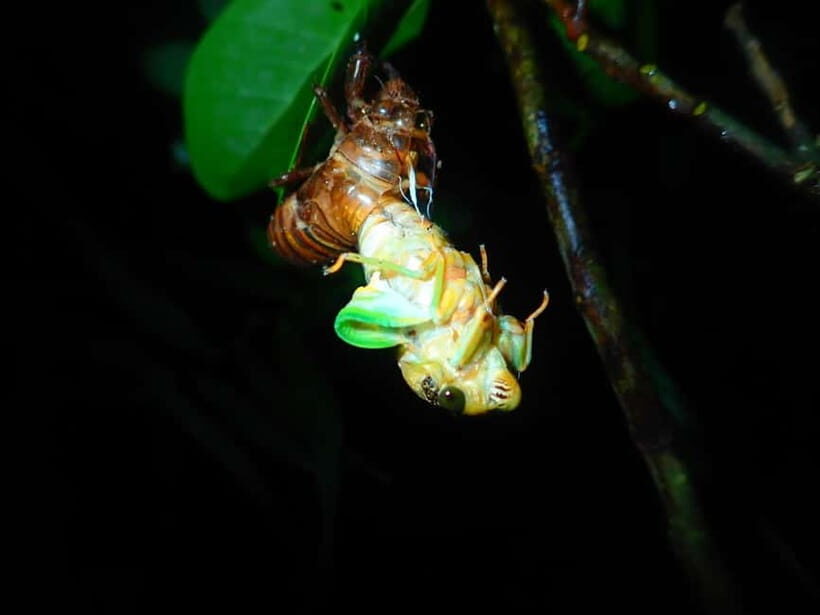 Ishigaki: Jungle Walk and Stargazing Night Tour - The Guide Factor: Why People Keep Praising Akari, Yuki, and Sebastian