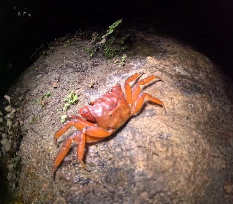 Ishigaki: Jungle Walk and Stargazing Night Tour - Weather and Night Conditions: The Small Details That Change the Whole Night