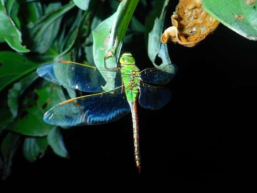 Ishigaki: Jungle Walk and Stargazing Night Tour - Who This Tour Is Best For (And Who Should Skip It)