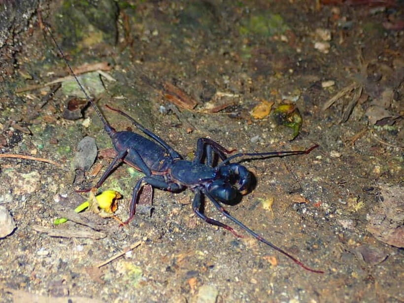 Ishigaki: Jungle Walk and Stargazing Night Tour - Price and Value: Getting Two Experiences for About $31