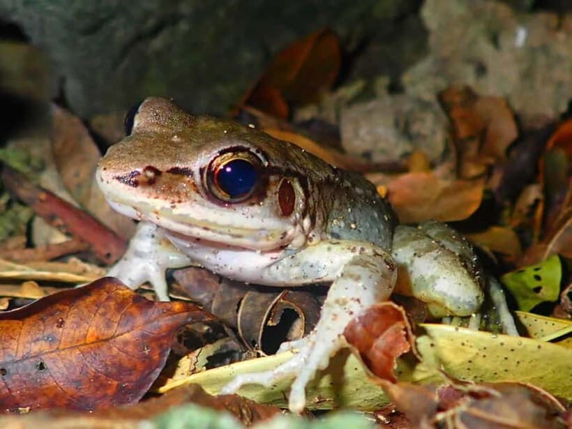 Ishigaki: Jungle Walk and Stargazing Night Tour - Meeting at Euglena Ishigaki Port: Fast Start, Clear First Step