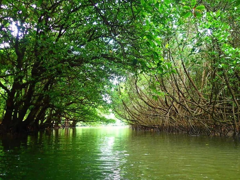 Ishigaki: Mangrove SUP or Canoe & Phantom Island Snorkeling - Key things I’d plan around