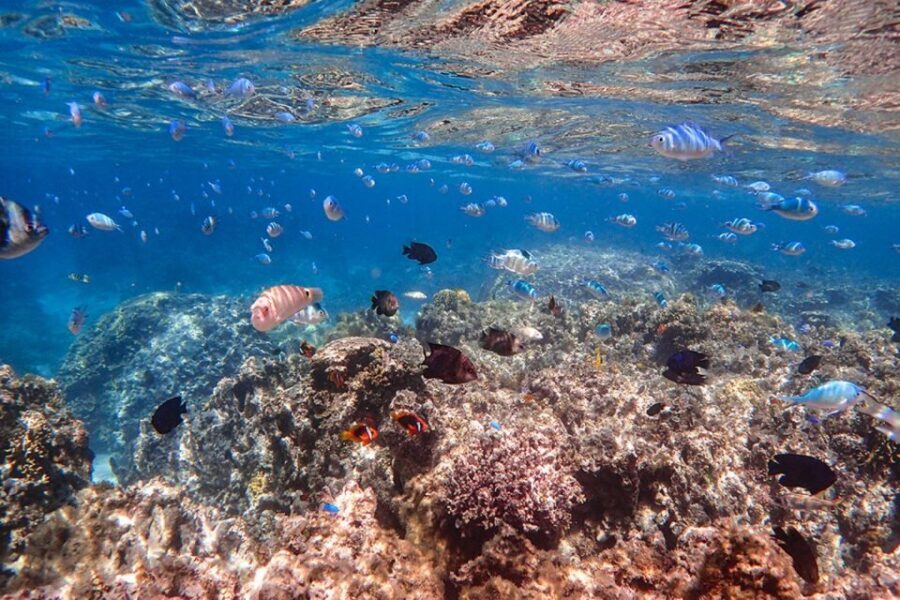 Ishigaki: Phantom Island Snorkeling and Taketomi Sightseeing - Eco-Friendly Tour Design: Why It Matters Even on a Fun Day