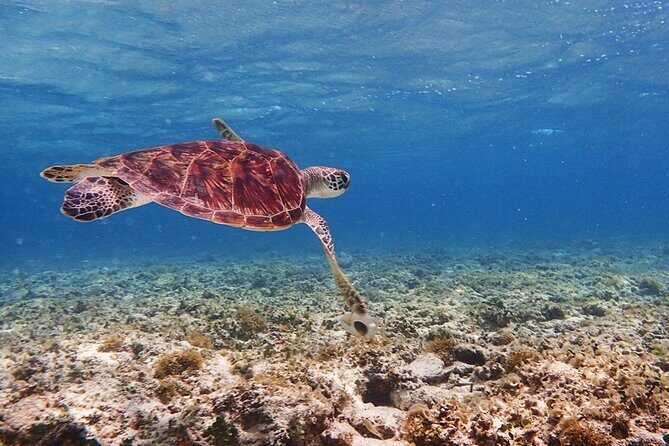 [Ishigaki]Mangrove SUP/Canoe + Blue Cave Snorkeling - How this Ishigaki mangrove + Blue Cave package actually plays out