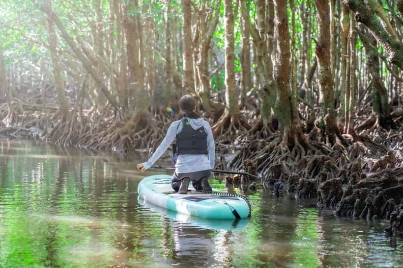 Ishigaki:Mangrove&Sea SUP/Kayak Tour with SLR&Drone footage - What you receive: edited photos and videos via LINE within 3 days