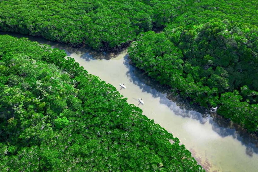 Ishigaki:Mangrove&Sea SUP/Kayak Tour with SLR&Drone footage - SUP vs kayak in the mangroves: what 1.5 hours really means