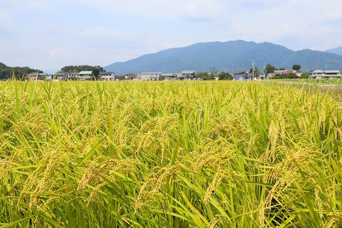 Japan's Rural Life & Nature: Private Half Day Cycling Near Kyoto - Farm area where rice fields replaced a drained inland lake