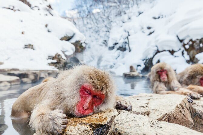 Jigokudani Snow Monkey and Togakushi Shrine Private Tour - Key highlights at a glance
