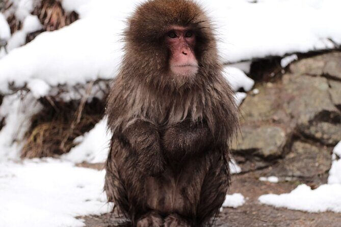 Jigokudani Snow Monkey and Togakushi Shrine Private Tour - Price and logistics: what you’re paying for (and what’s extra)