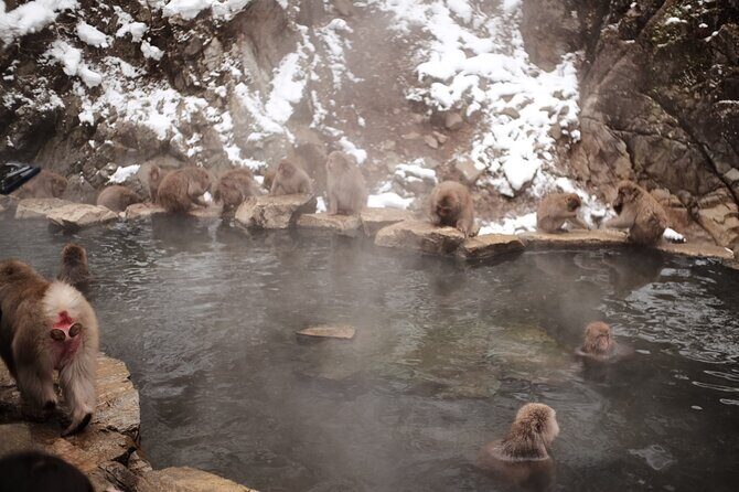 Jigokudani Snow Monkey and Togakushi Shrine Private Tour - Practical tips that make the day smoother