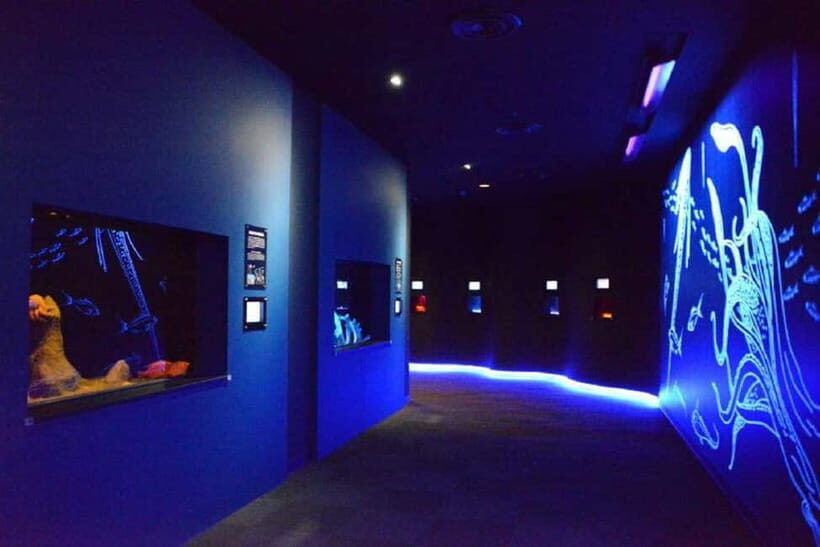 Kagoshima Aquarium Admission Ticket - Kagoshima Aquarium’s ocean view: why this place works as a full day