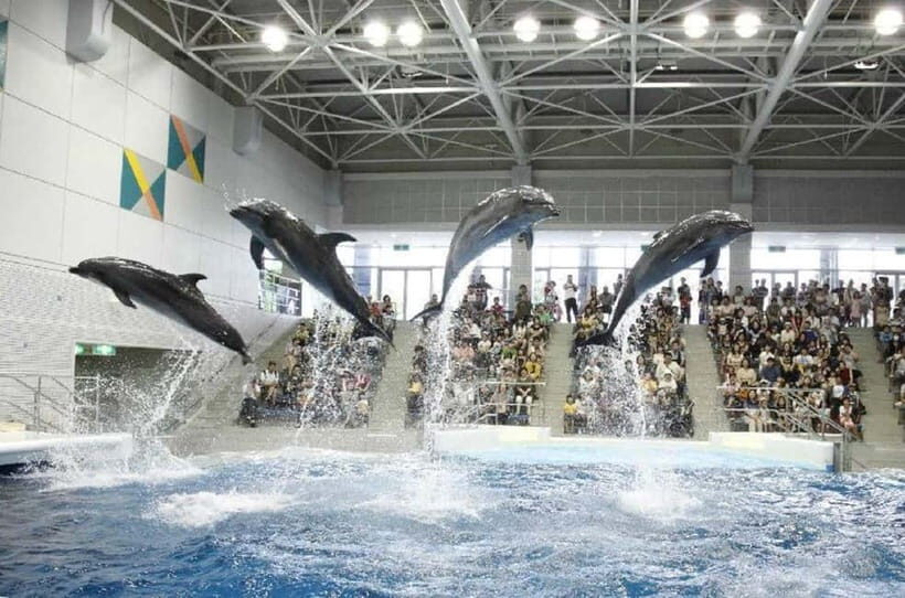 Kagoshima Aquarium Admission Ticket - Touch pools: the best interactive moment, with strict rules
