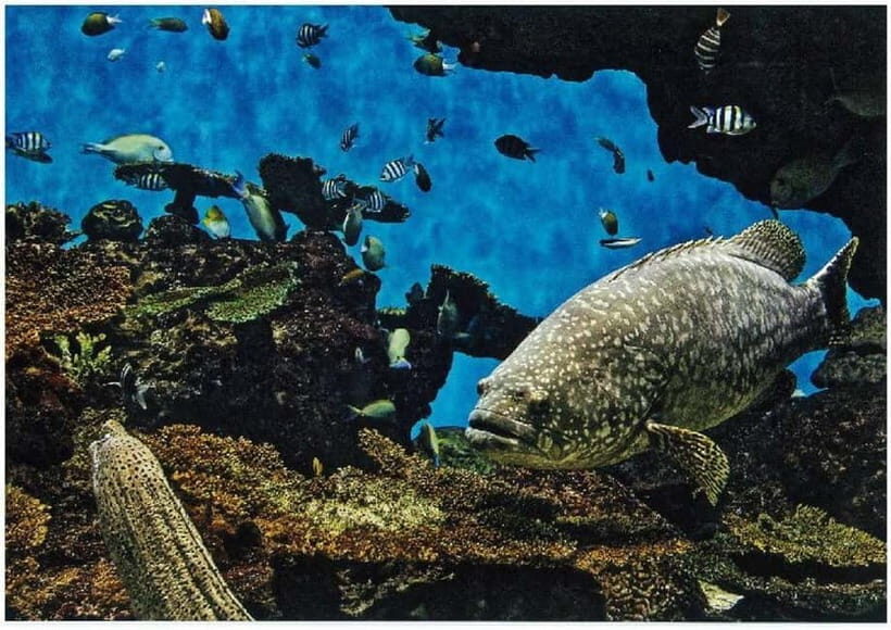 Kagoshima Aquarium Admission Ticket - Price and value: $13 for a self-guided 1-day aquarium