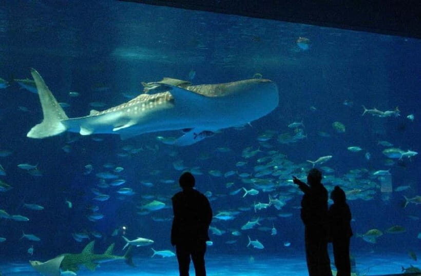 Kagoshima Aquarium Admission Ticket - The whale shark tank: start here if you only do one big thing