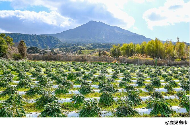 Kagoshima Nature and Food Culture Private Tour - Stop 2: Farmland Sakurajima and the daikon grown at the volcano’s edge