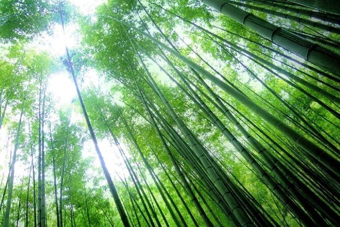 Kamakura Bamboo Forest and Great Buddha Private Tour - Price and What You’re Really Paying For